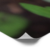 春覚醒、チューリップ ポスター (角)