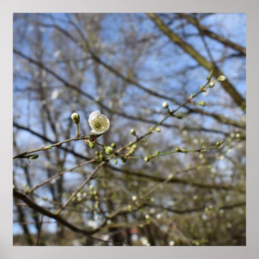 春覚醒 ポスター (正面)