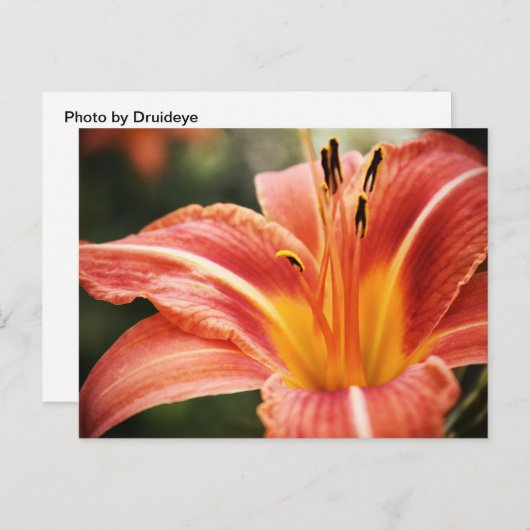 春詩 ポストカード (正面/裏面)