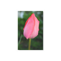 春赤チューリップ花写真アート。