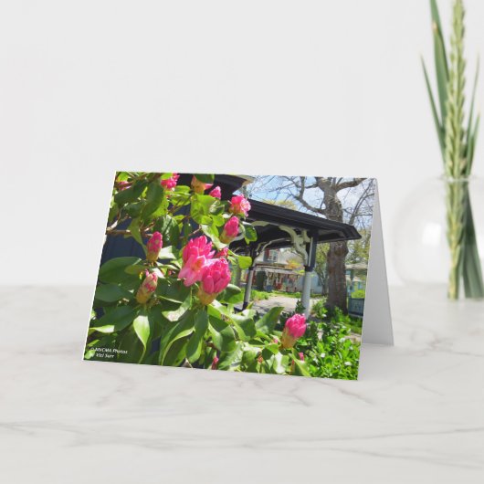 春開花インコテージシティ – マーサズヴィネヤード カード (正面)