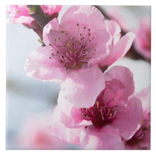 春開花 タイル (正面)