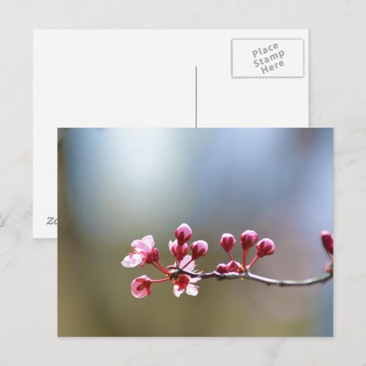 春開花 ポストカード (正面/裏面)