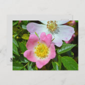 春願い シーズンポストカード (正面/裏面)