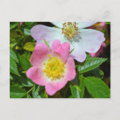 春願い シーズンポストカード (正面)