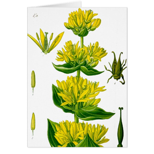 春黄色ヴィンテージハーブ (正面)