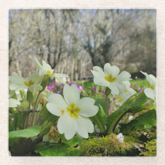 春 ガラスコースター (正面)