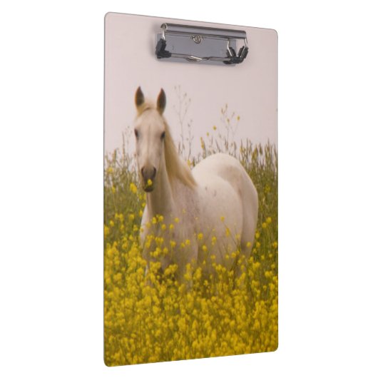 春 クリップボード (右)