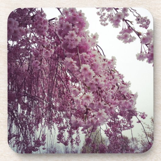 春 コースター (正面)