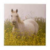 春 タイル (正面)