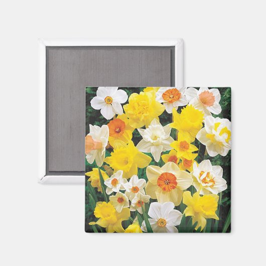 春・ダフォジル冷凍機マグネットの息 マグネット (正面/裏面)