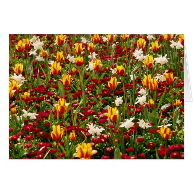 春、トロント、カナダの赤くカラフルで高い公園 (正面横)