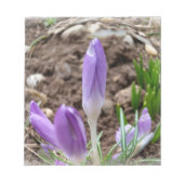 春 ノートパッド (正面)