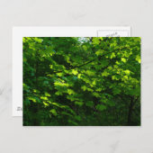 春。バテ・パーク、カーディフ。ウェールズ ポストカード (正面/裏面)