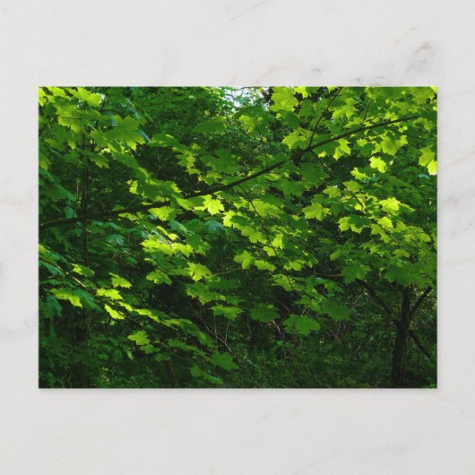 春。バテ・パーク、カーディフ。ウェールズ ポストカード (正面)