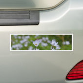 春 バンパーステッカー (車上)