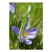 春 フォトプリント            (正面)