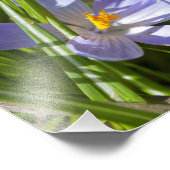 春 フォトプリント            (角)