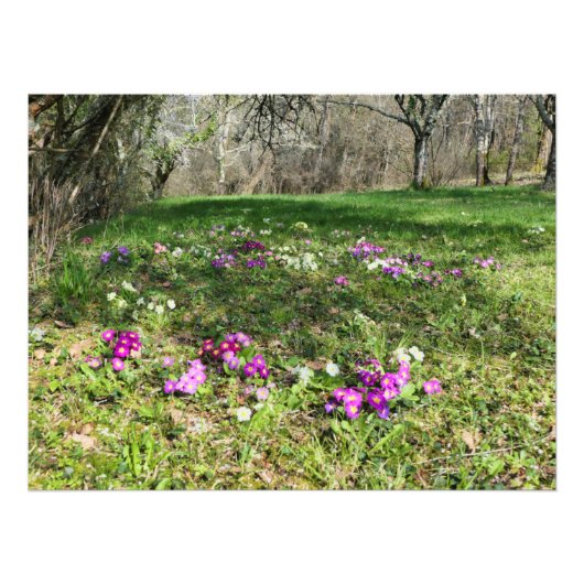 春 フォトプリント            (正面)