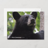 春 – ブラックベア ポストカード (正面/裏面)