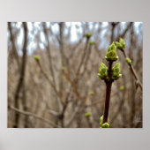 春[プリント] ポスター (正面)