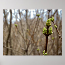 春[プリント] ポスター