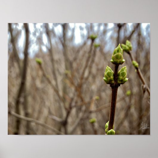 春[プリント] ポスター (正面)
