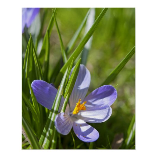 春 ポスター (正面)