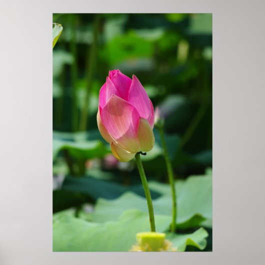 春 ポスター (正面)