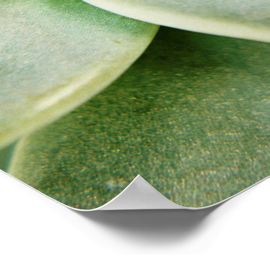 春 ポスター (角)