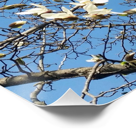 春 ポスター (コーナー)