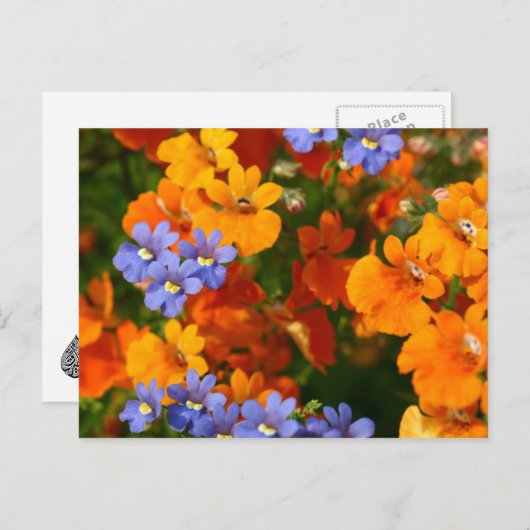 春 ポストカード (正面/裏面)