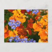 春 ポストカード (正面)