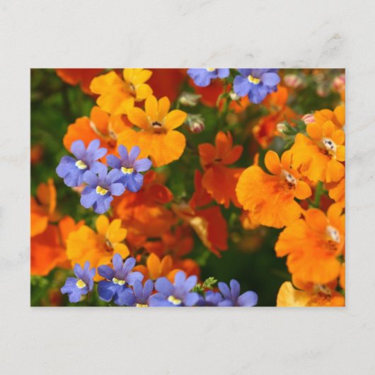 春 ポストカード (正面)