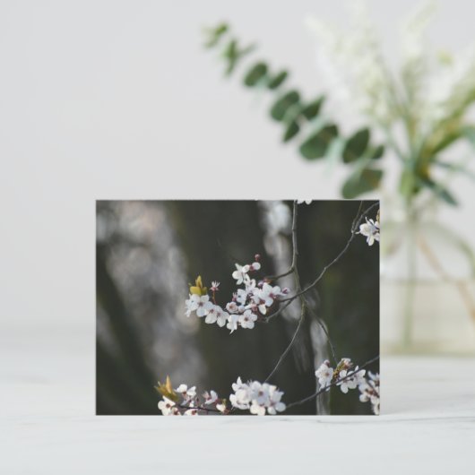 春 ポストカード (スタンド正面)