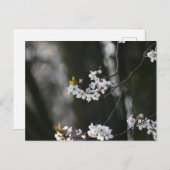 春 ポストカード (正面/裏面)