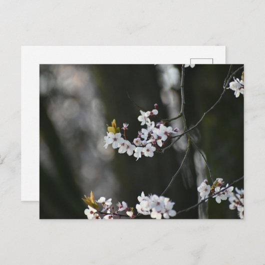 春 ポストカード (正面/裏面)