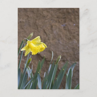 春! ポストカード