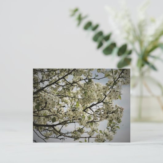 春 ポストカード (スタンド正面)