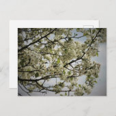 春 ポストカード (正面/裏面)