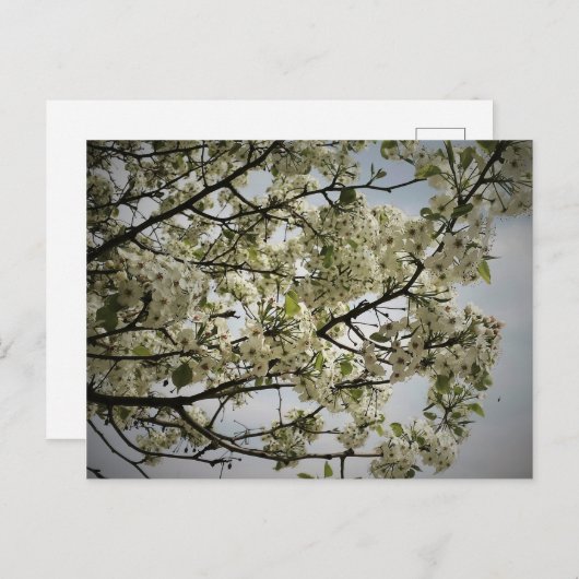 春 ポストカード (正面/裏面)