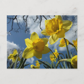 春 ポストカード