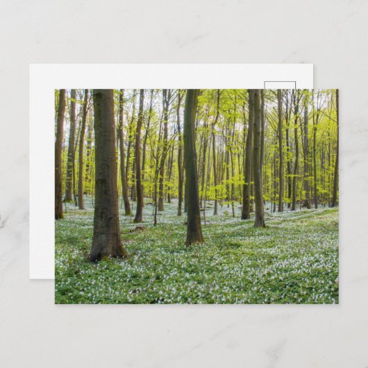 春 ポストカード (正面/裏面)