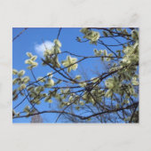 春 ポストカード (正面)