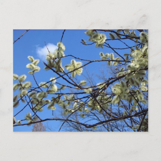 春 ポストカード (正面)
