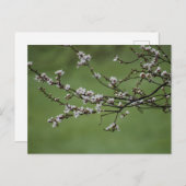 春 ポストカード (正面/裏面)