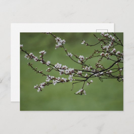 春 ポストカード (正面/裏面)