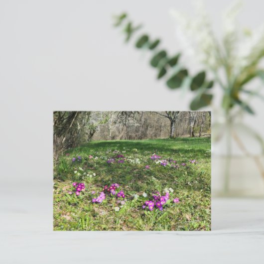 春 ポストカード (スタンド正面)