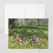 春 ポストカード (正面/裏面)