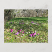 春 ポストカード (正面)